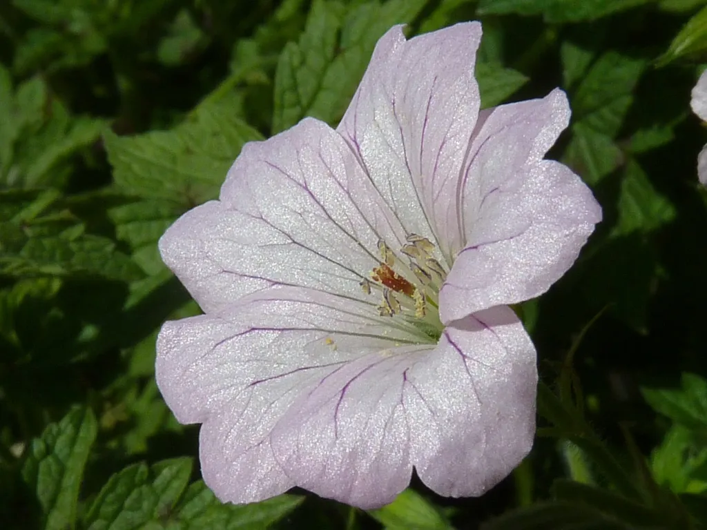 Geranium oxonianum – (Geranium oxonianum) – im Garten, Pflanzenfoto