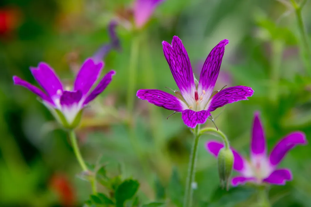 Geranium oxonianum – (Geranium oxonianum) – Blüten in Nahaufnahme, Pflanzenfoto