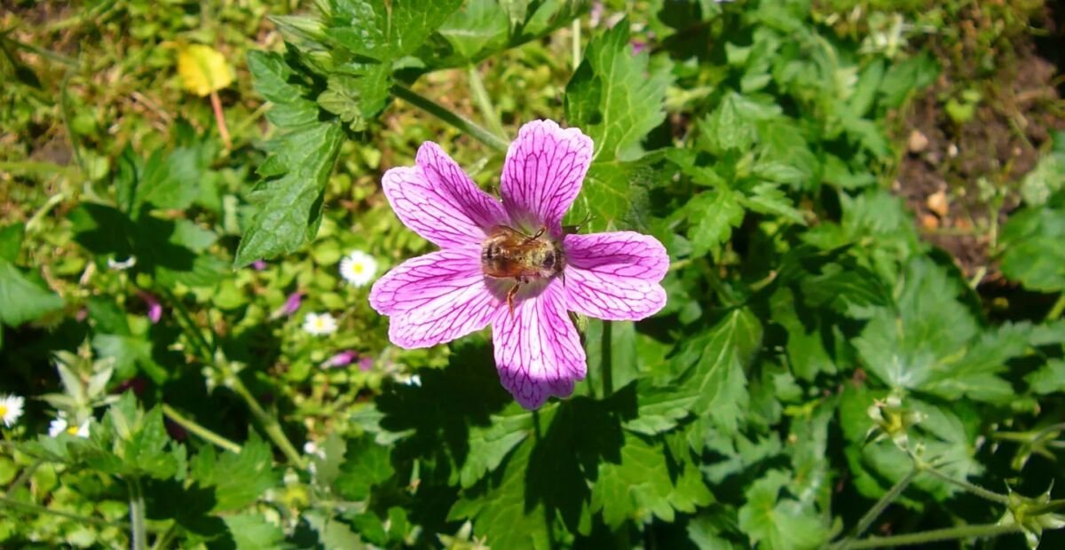 Geranium oxonianum – fotografia rastliny