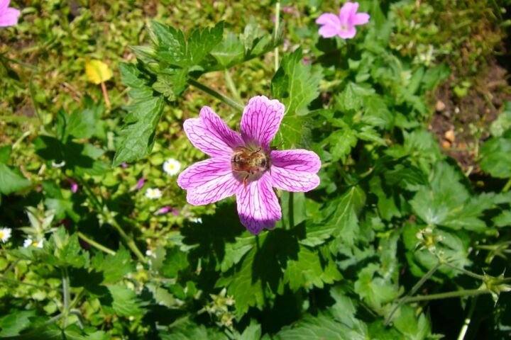 Geranium oxonianum
