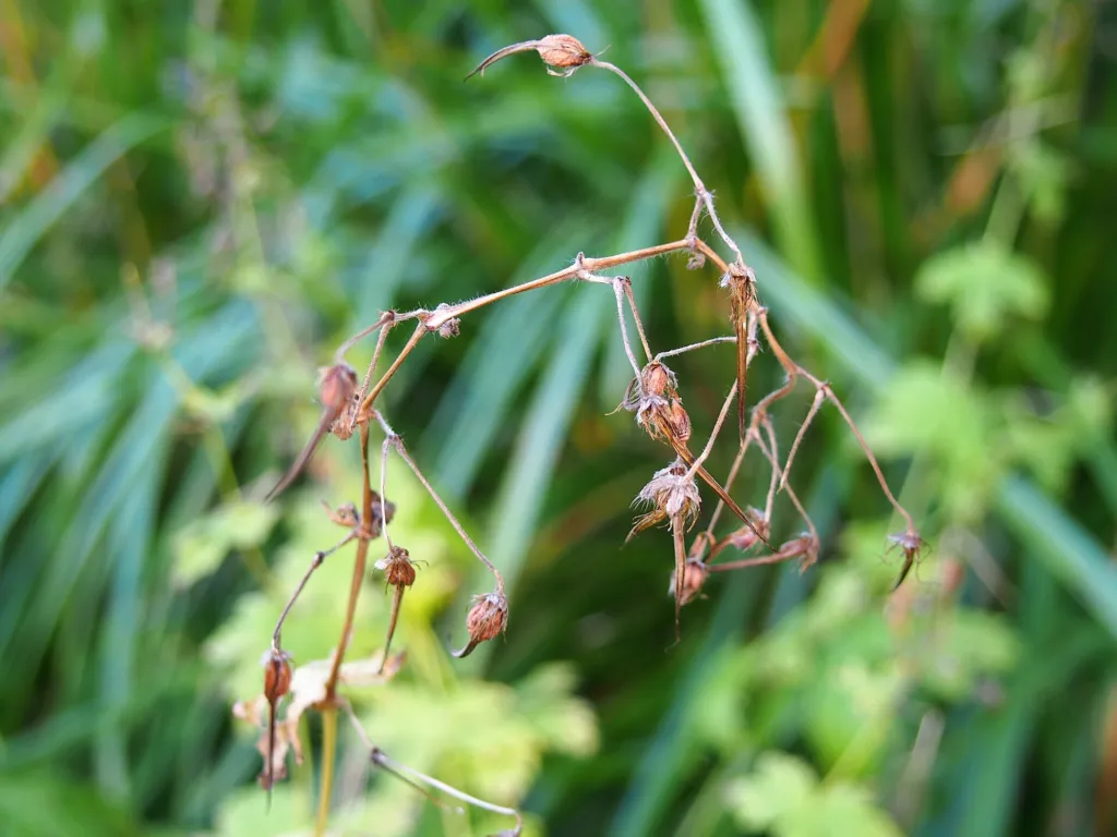 Brauner Storchschnabel; für die genaue Auswahl Geranium 'Phaeum' verwenden (Geranium 'Phaeum')