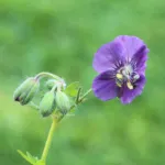Geranium ‘Phaeum’ (Geranium 'Phaeum') – plant photo