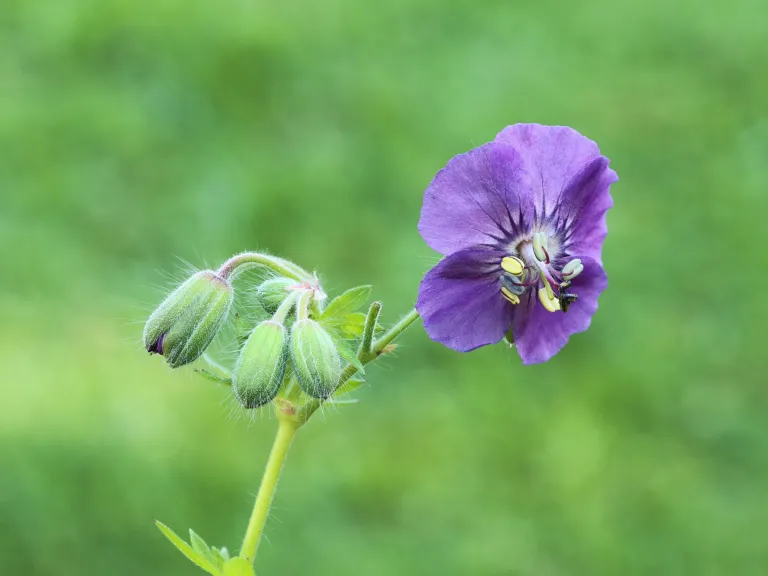 Geranium 'Phaeum'