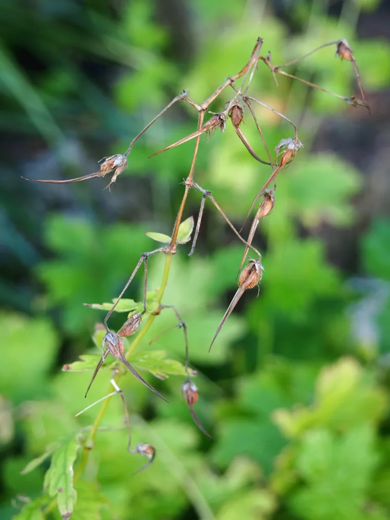 Brauner Storchschnabel; für die genaue Auswahl Geranium 'Phaeum' verwenden (Geranium 'Phaeum')