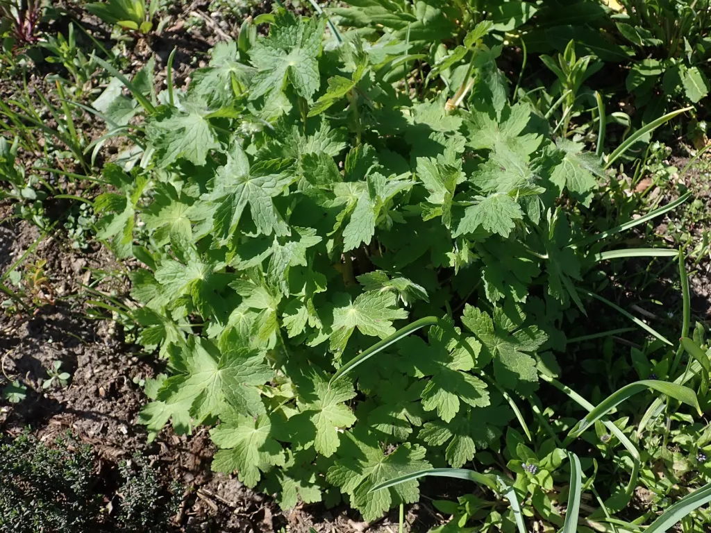 Brauner Storchschnabel; für die genaue Auswahl Geranium 'Phaeum' verwenden (Geranium 'Phaeum')
