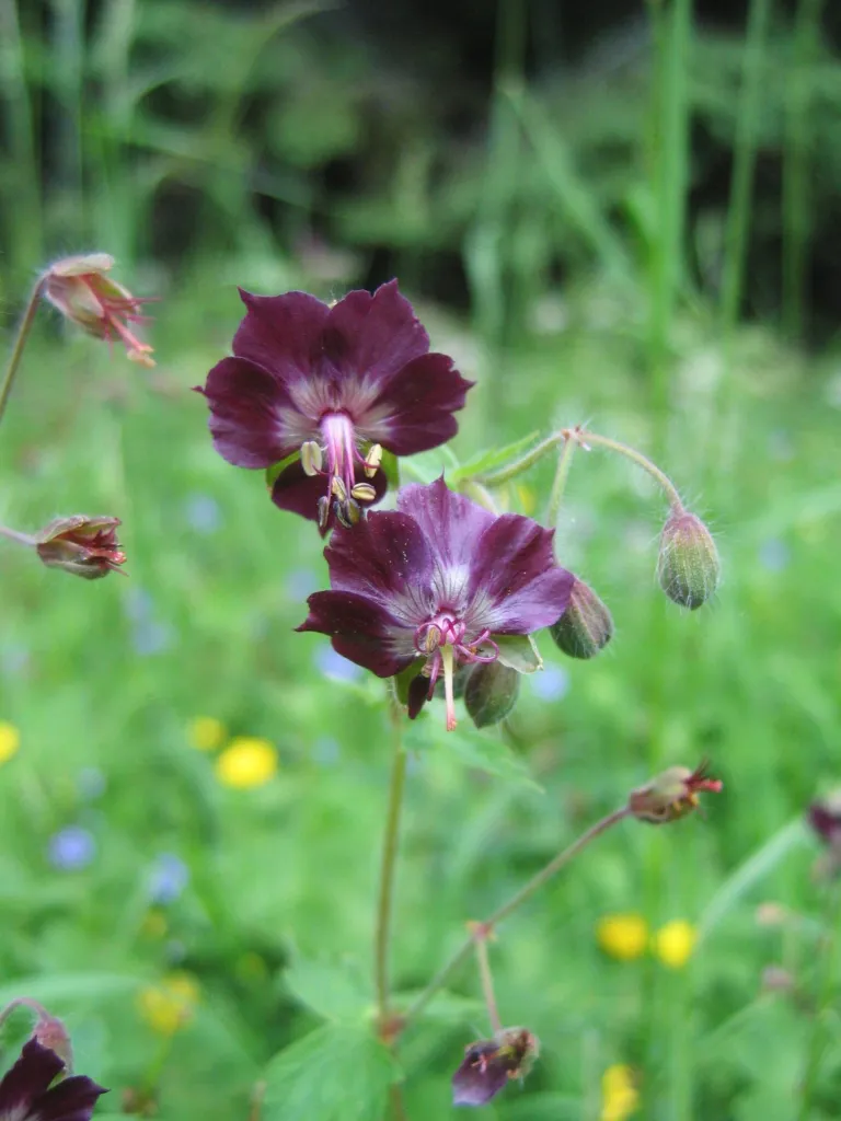 Brauner Storchschnabel; für die genaue Auswahl Geranium 'Phaeum' verwenden (Geranium 'Phaeum')