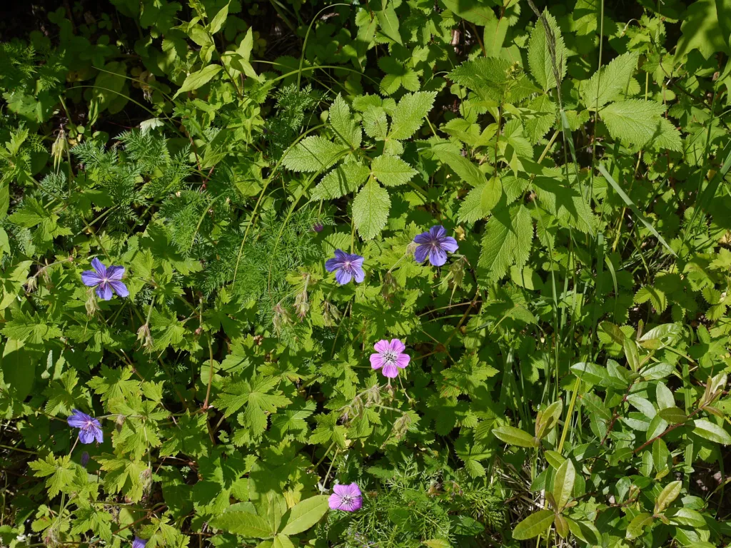 Wiesen-Storchschnabel (Geranium pratense) – Blüten in Nahaufnahme, Pflanzenfoto
