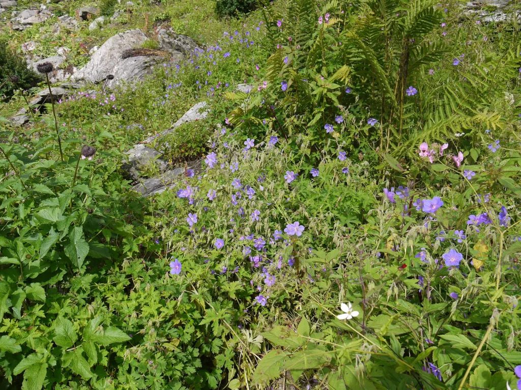 Wiesen-Storchschnabel (Geranium pratense) – Blüten in Nahaufnahme, Pflanzenfoto