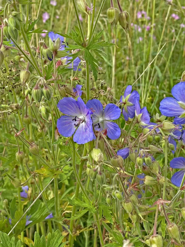Wiesen-Storchschnabel (Geranium pratense) – Blüten in Nahaufnahme, Pflanzenfoto