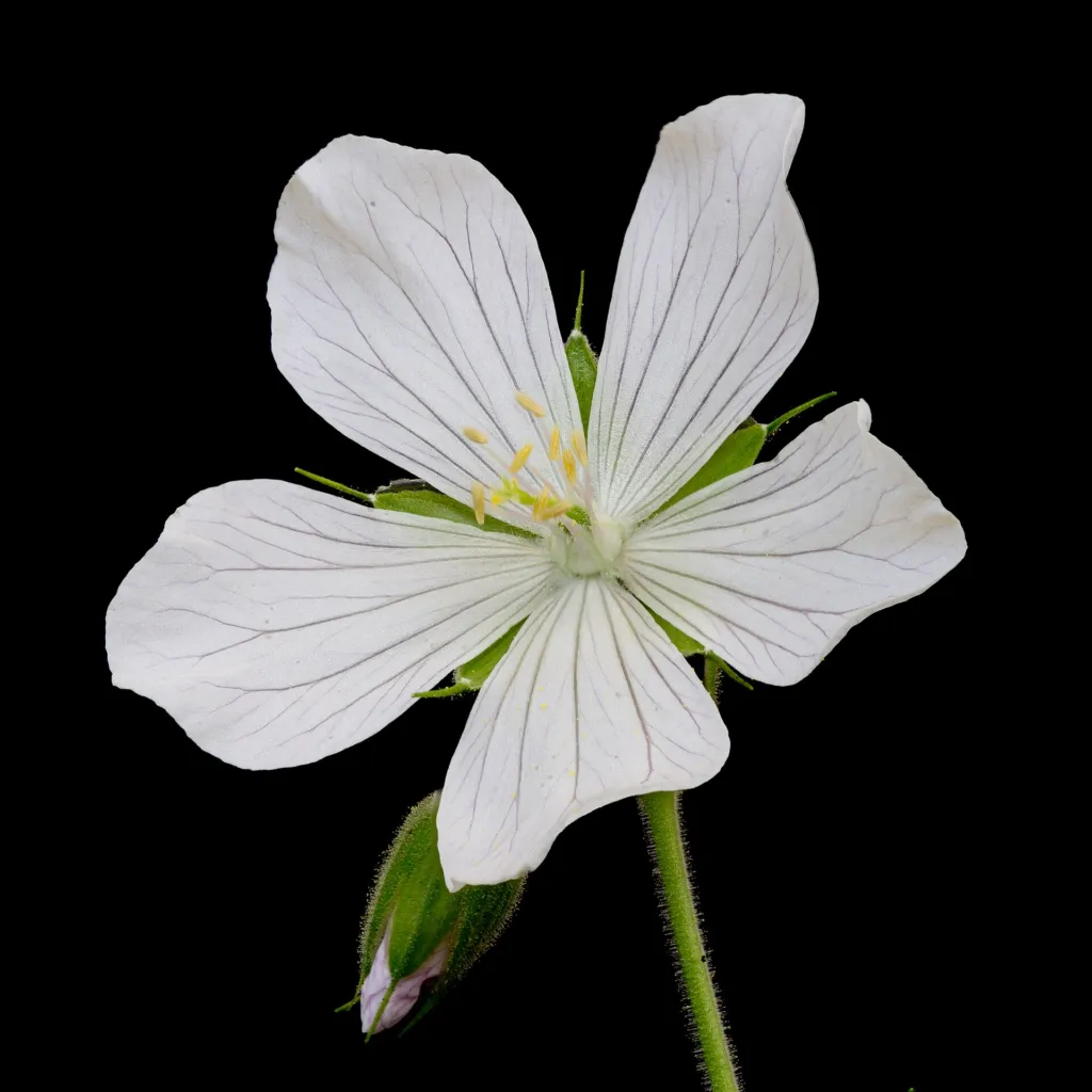 Wiesen-Storchschnabel (Geranium pratense) – Blüten in Nahaufnahme, Pflanzenfoto