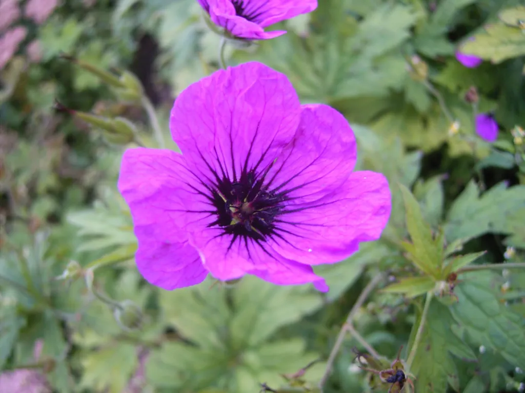 Armenian Crane's-bill (Geranium psilostemon) – flowers in close-up, plant photo