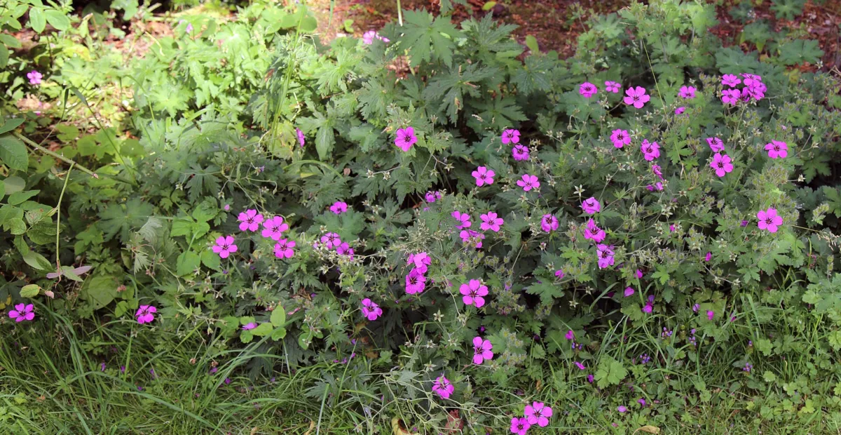 Armenian Crane's-bill (Geranium psilostemon) – plant photo