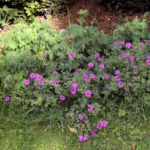 Armenian Crane's-bill (Geranium psilostemon) – plant photo