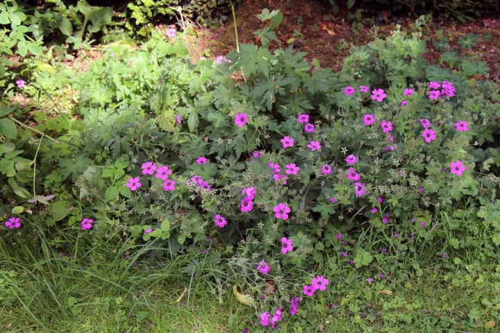 Geranium psilostemon