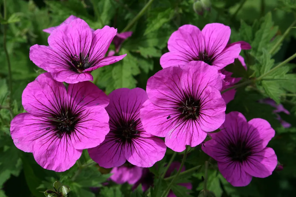 Armenian Crane's-bill (Geranium psilostemon) – characteristic appearance, plant photo