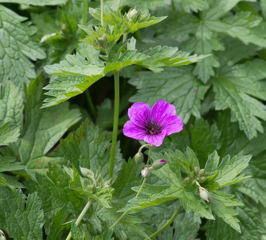 Armenian Crane's-bill (Geranium psilostemon) – characteristic appearance, plant photo