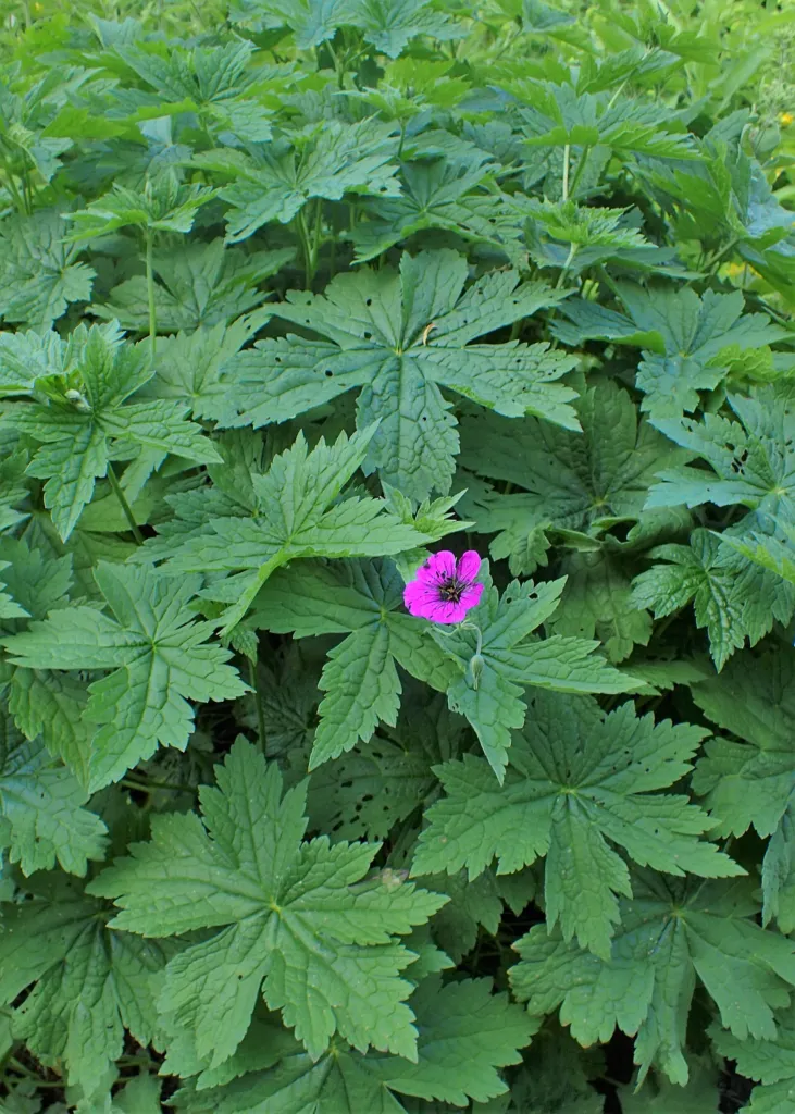 Armenian Crane's-bill (Geranium psilostemon) – in a garden setting, plant photo