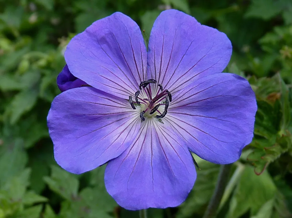 Storchschnabel 'Rozanne' (Geranium 'Rozanne') – im Garten, Pflanzenfoto