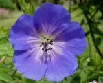 Geranium ‘Rozanne’