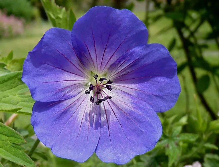 Geranium 'Rozanne'