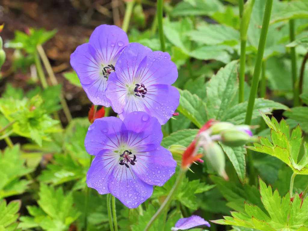 Storchschnabel 'Rozanne' (Geranium 'Rozanne') – im Garten, Pflanzenfoto