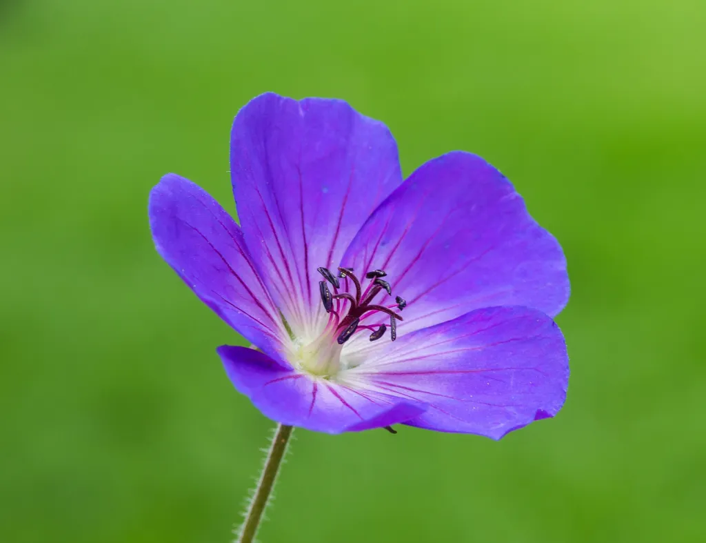 Storchschnabel 'Rozanne' (Geranium 'Rozanne') – Blüten in Nahaufnahme, Pflanzenfoto