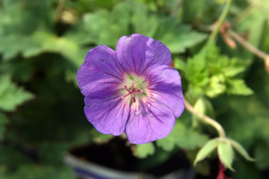 Storchschnabel 'Rozanne' (Geranium 'Rozanne') – typisches Erscheinungsbild, Pflanzenfoto