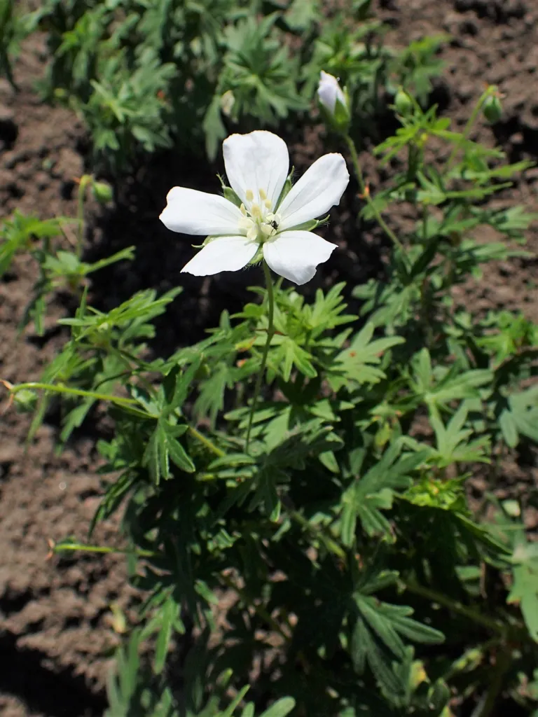 Weißer Blut-Storchschnabel (Geranium 'Sanguineum Album') – im Garten, Pflanzenfoto