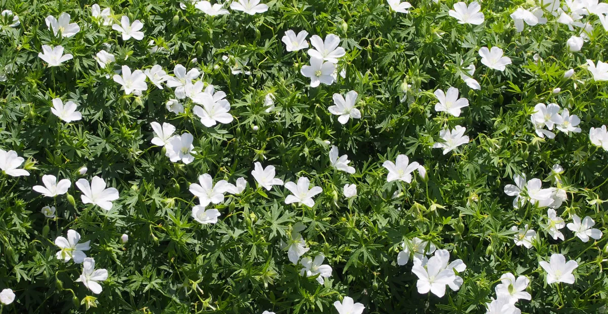 Geranium 'Sanguineum Album' – plant photo