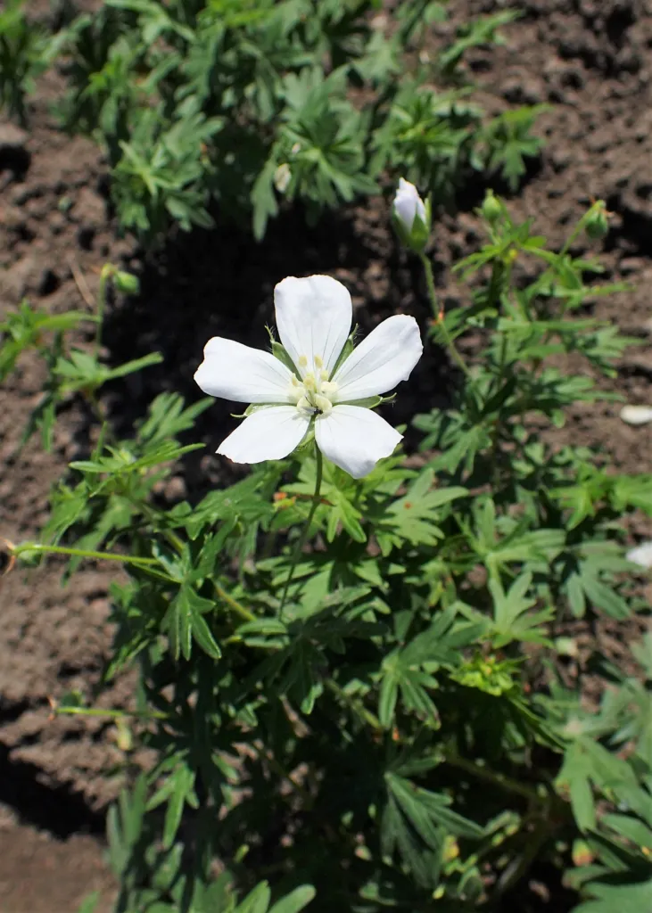 Weißer Blut-Storchschnabel (Geranium 'Sanguineum Album') – im Garten, Pflanzenfoto