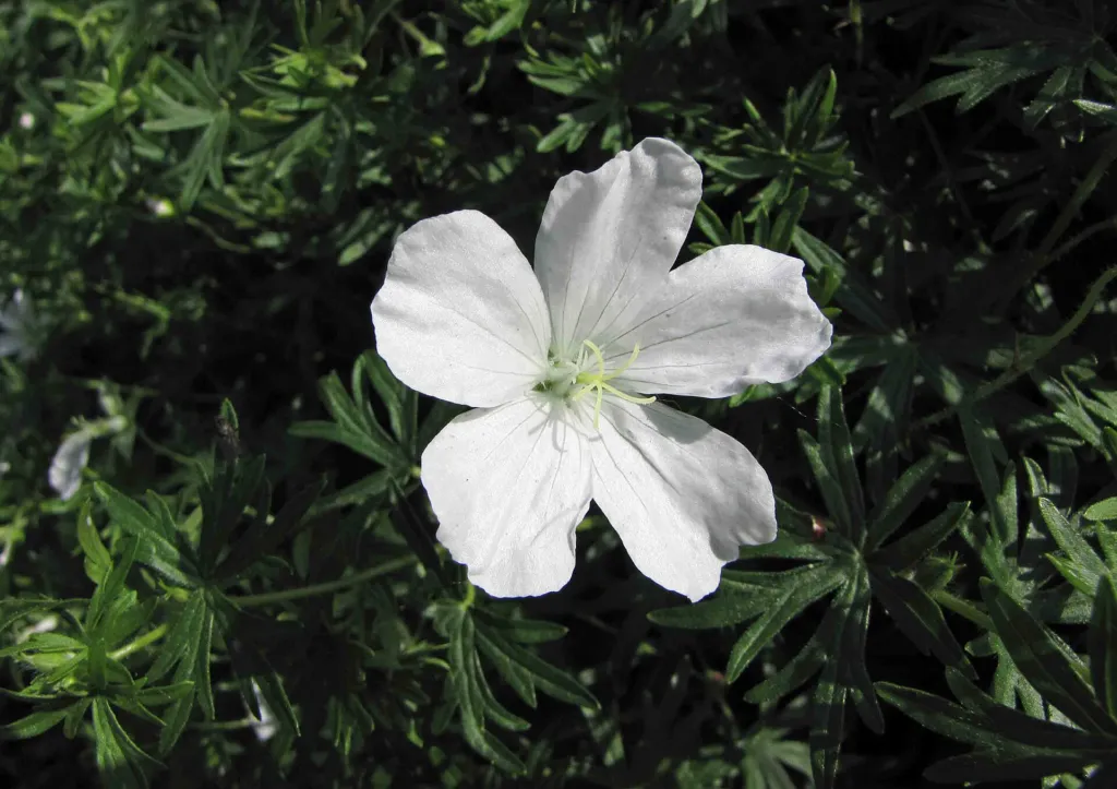 Weißer Blut-Storchschnabel (Geranium 'Sanguineum Album') – im Garten, Pflanzenfoto