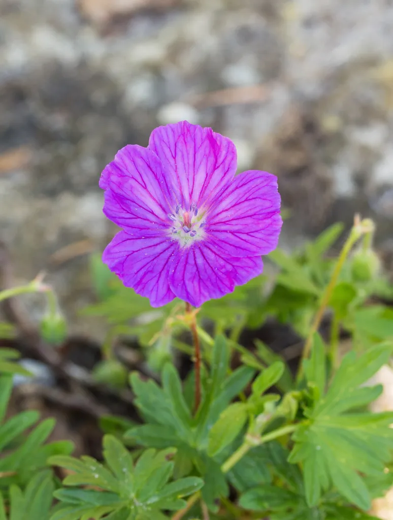 Blutroter Storchschnabel (Geranium 'Sanguineum') – typisches Erscheinungsbild, Pflanzenfoto