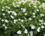 Geranium ‘Sanguineum’