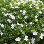 Geranium ‘Sanguineum’ (Geranium 'Sanguineum') – plant photo