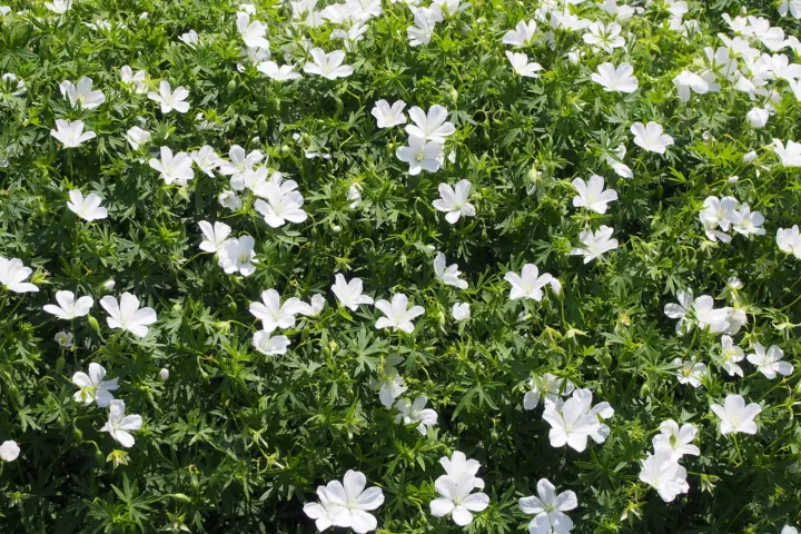 Geranium 'Sanguineum'