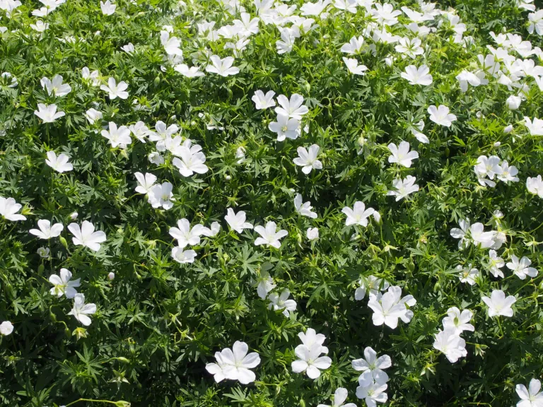 Geranium 'Sanguineum'