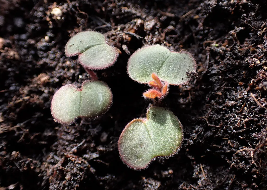 Blutroter Storchschnabel (Geranium 'Sanguineum') – im Garten, Pflanzenfoto