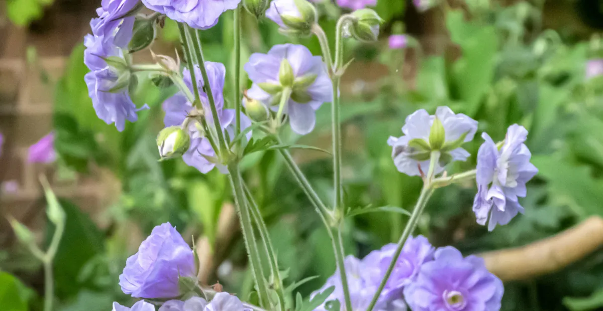 Geranium 'Summer Skies' – plant photo