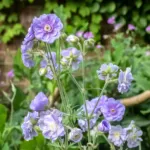 Geranium ‘Summer Skies’ (Geranium 'Summer Skies') – plant photo