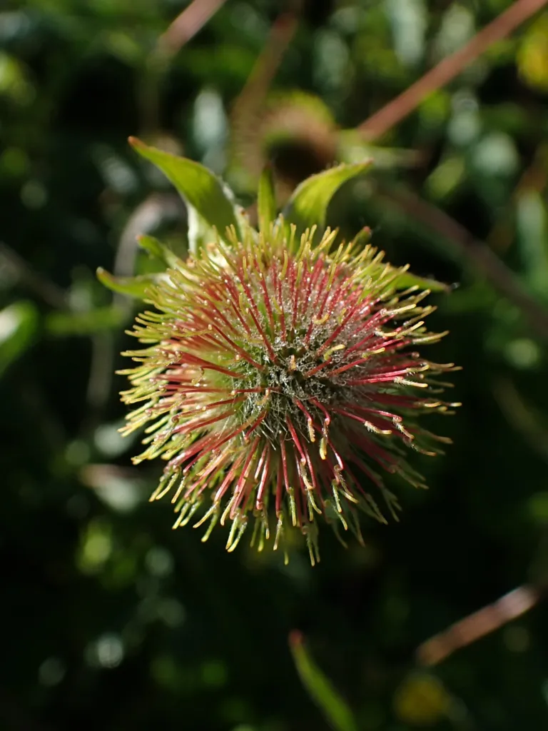 kuklík aleppský (Geum aleppicum) – v záhrade, fotografia rastliny