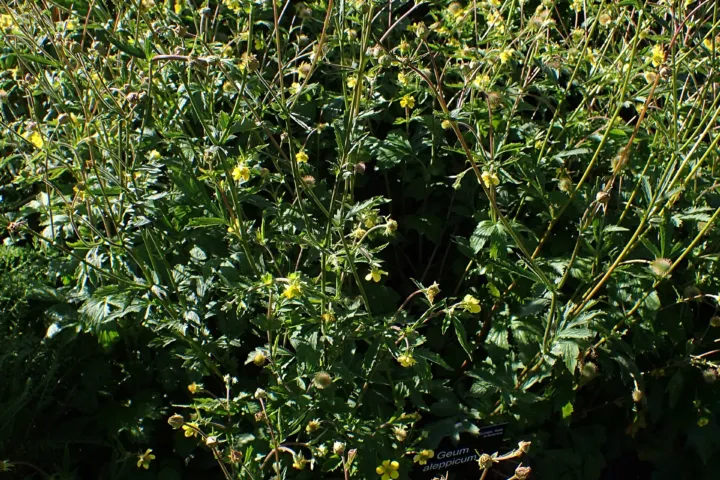 Geum aleppicum