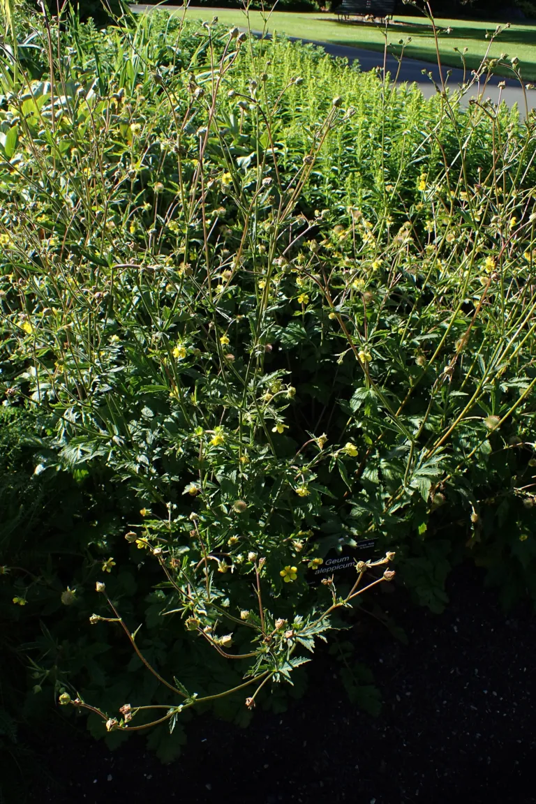 Geum aleppicum