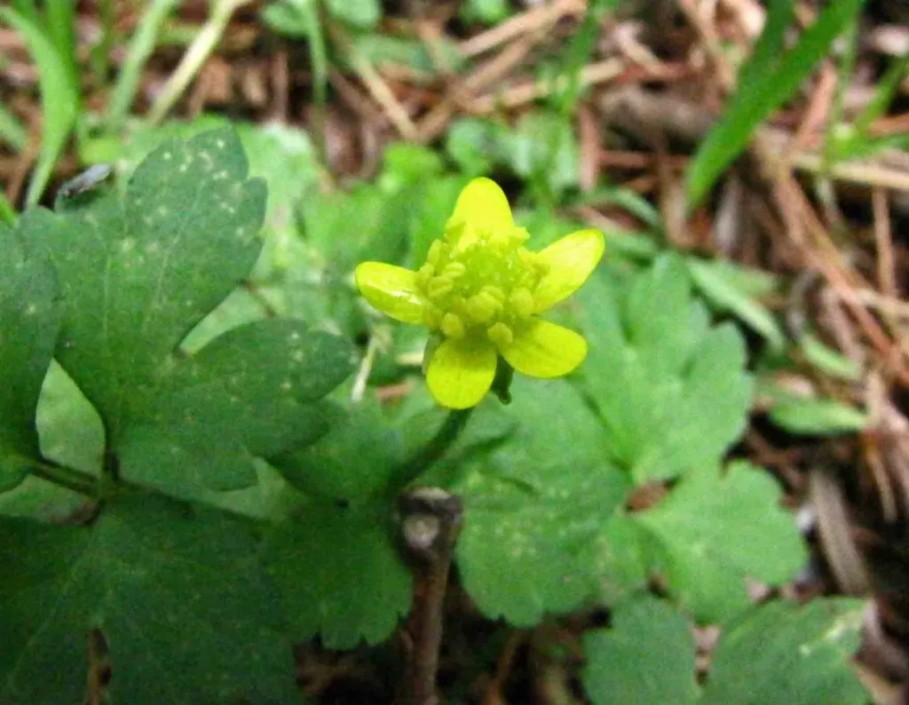 kuklík aleppský (Geum aleppicum) – v záhrade, fotografia rastliny