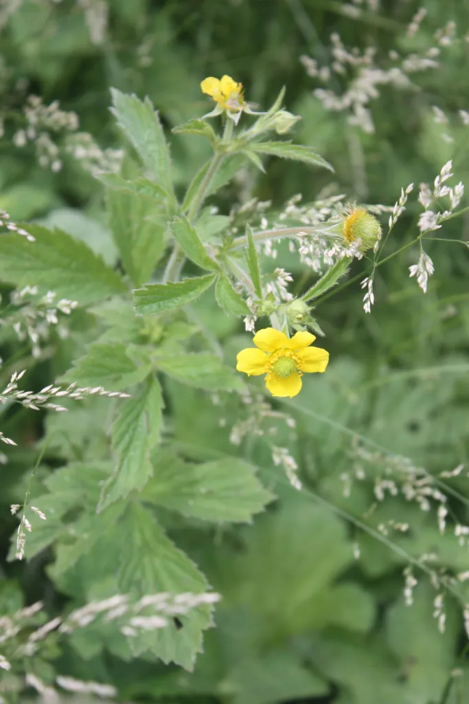 kuklík aleppský (Geum aleppicum) – typický vzhľad, fotografia rastliny