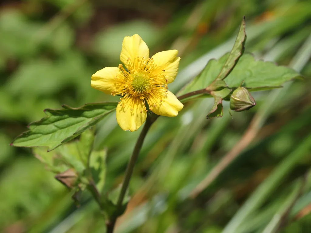kuklík aleppský (Geum aleppicum) – typický vzhľad, fotografia rastliny
