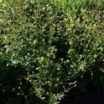 Geum aleppicum – (Geum aleppicum) – Pflanzenfoto