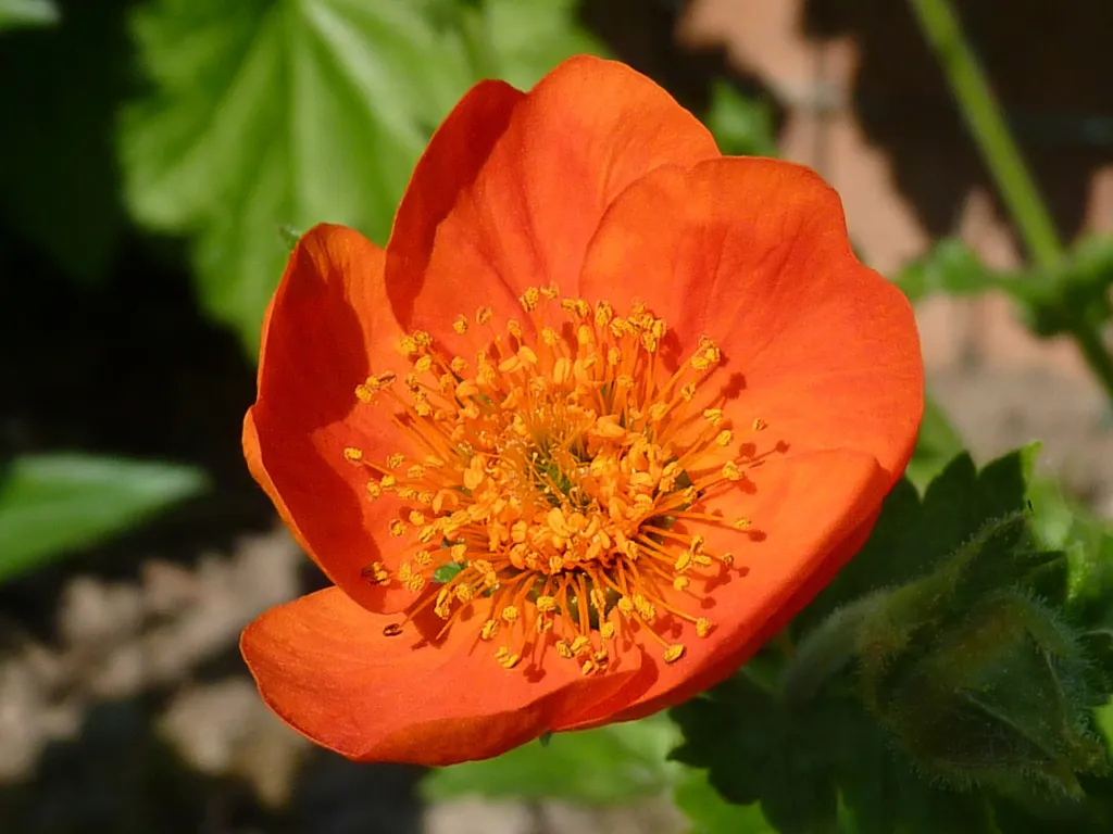 Kuklík šarlátový (Geum 'Coccineum') – v záhrade, fotografia rastliny
