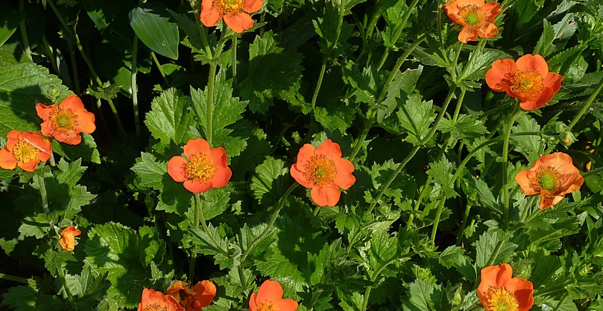 Geum 'Coccineum' – plant photo