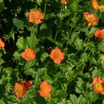 Geum ‘Coccineum’ (Geum 'Coccineum') – plant photo