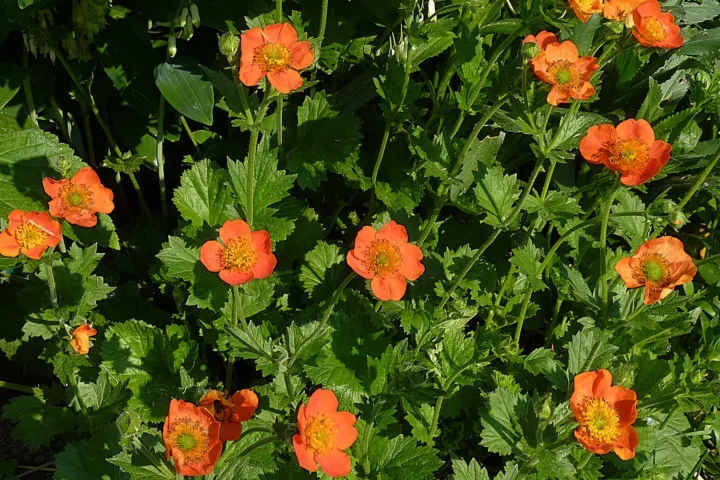 Geum 'Coccineum'